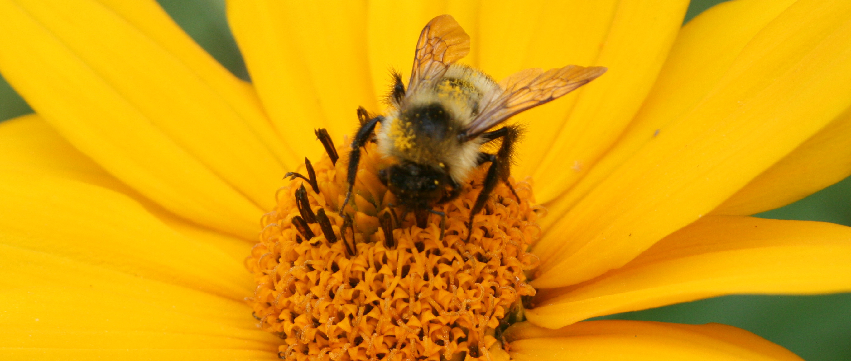 Bee Collecting Pollen_Francesco